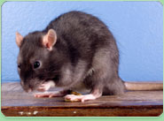 rat control Perivale