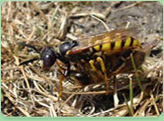 wasp control Perivale